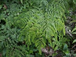 Adiantum formosum. Adaxial surface of mature 4-pinnate frond.
 Image: L.R. Perrie © Leon Perrie CC BY-NC 3.0 NZ